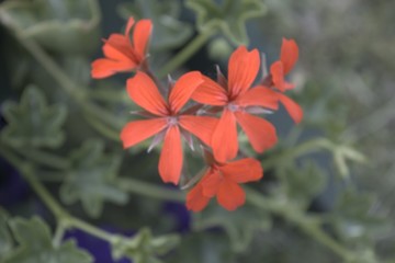 orange flower in the garden