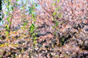 Obraz premium Spring willow branches with cherry blossoms background