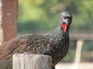 Jacu