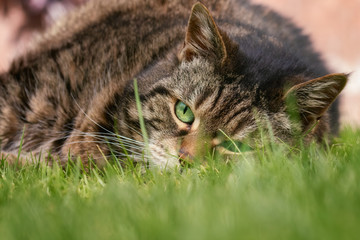 Exhausted tabby cat lying flat in the grass