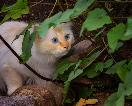 Blue-eyed kittem hiding between the leaves of a garden plant