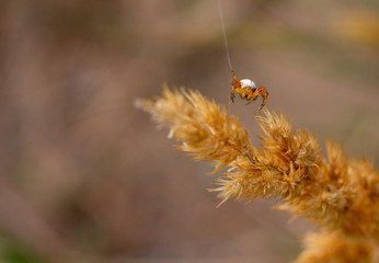 brown-orange spider on a spider web above a dry fluffy plant looking at the camera close-up