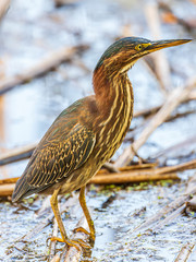 A juvenile green heron fishing for lunch.