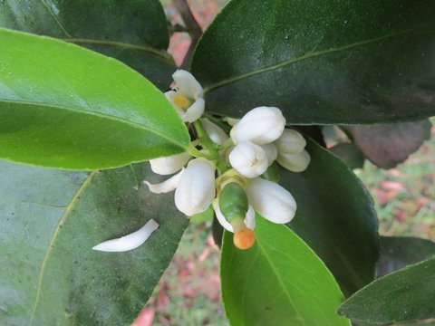 Flor do limoeiro