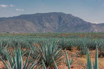 Plantations to make tequila in Jalisco
