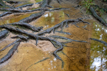 Flooded Roots
