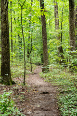 Obraz premium Tree Path