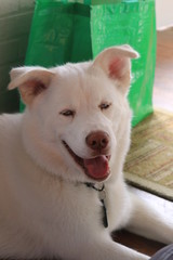 White Siberian Husky (Canis lupus familiaris)