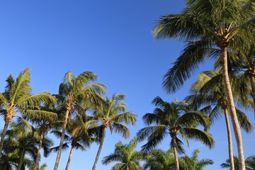 Fototapeta na wymiar Low angle view of a tropical sky