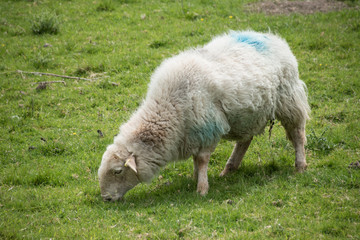 sheep eating in meadow, Wales, England
