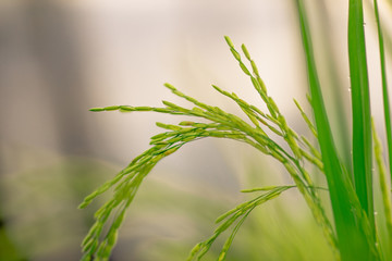 A close up view of a green rice field And surrounded by various species of trees, seen in scenic spots or rural tourism routes, livelihoods for farmers