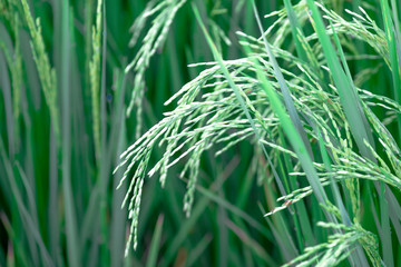 A close up view of a green rice field And surrounded by various species of trees, seen in scenic spots or rural tourism routes, livelihoods for farmers