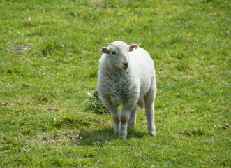 Obraz premium lamb in meadow, Wales, England