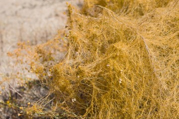 Vine like tan stems of Desert Dodder, Cuscuta Denticulata, Convolvulaceae, native herbaceous parasitic annual plant in the margins of Twentynine Palms, Southern Mojave Desert, Springtime.