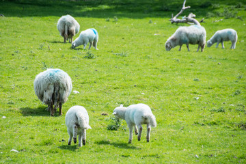Obraz na płótnie Canvas sheep in the field, Wales, England
