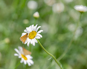 Skipper (Hesperiidae) on a daisy in a field in Muskoka