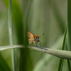 Skipper (Hesperiidae) emerging from tall green reeds