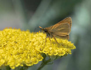  Skipper butterfly (Hesperiidae) on a yellow wildflower
