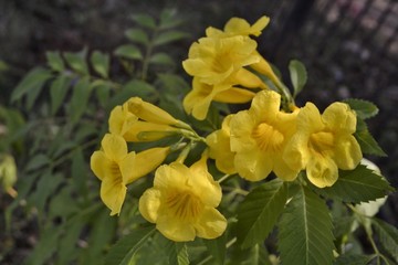 wild yellow flowers, summer tropical flowers