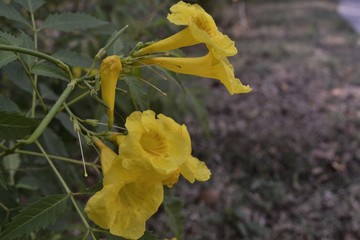 Fototapeta premium wild yellow flowers, summer tropical flowers