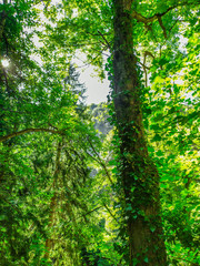 Fototapeta premium Forest