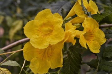 Fototapeta premium wild yellow flowers, summer tropical flowers