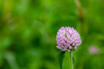 夏のムラサキツメグサの花