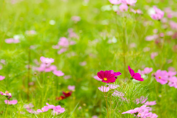 Obraz na płótnie Canvas 紫色のコスモスの花と夏のコスモス畑