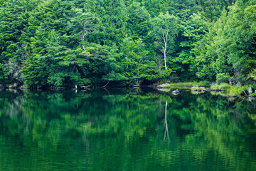 Fototapeta na wymiar 夏の早朝の湯の湖に反射する美しい緑