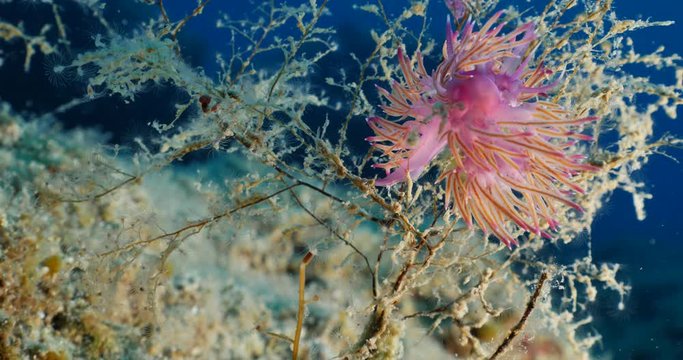 nudibranch flabellina nudi branch nudybranch  underwater slug ocean scenery