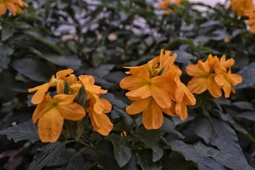 wild yellow flowers, summer tropical flowers