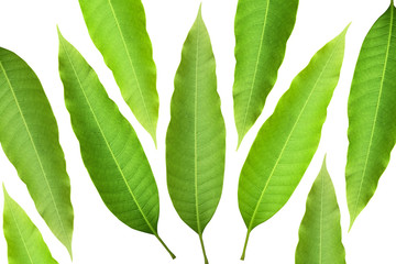 Leaf with colorful patterns isolate on white background.