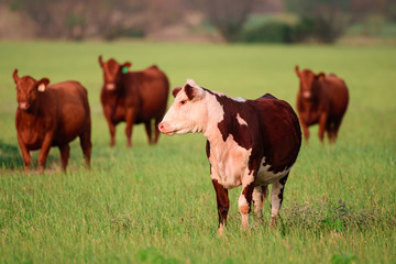 Dairy cow grazing in a field. Group of cows grazing in the pasture.