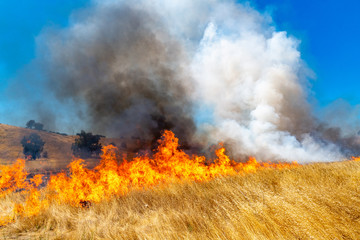 Naklejka premium Wildfire in California