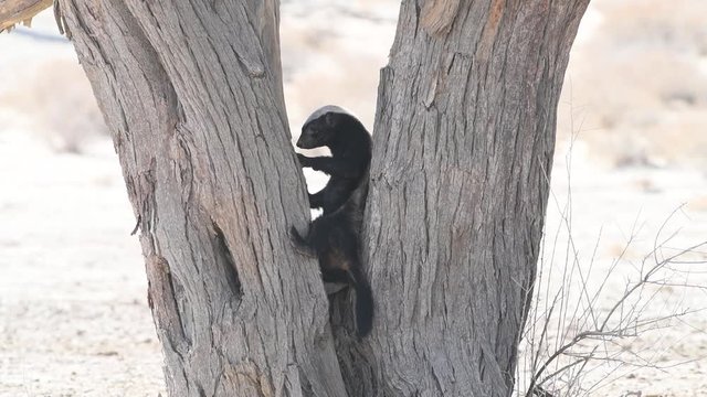 A wide shot of a honey badger foraging in a tree, trying to break the bark of a tree, Kgalagadi Transfrontier Park. 