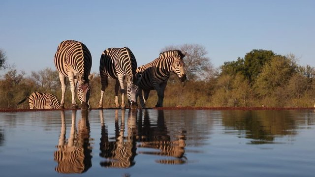 A wide shot of Burchell's zebra & impala drinking at waterhole before getting a fright and running off, Greater Kruger.