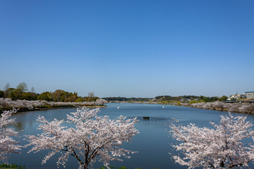 桜が映える千波湖の春【遠く偕楽園を望む】