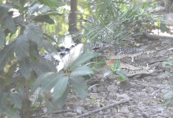 river swamp alligator crocodile that comes out of the nest