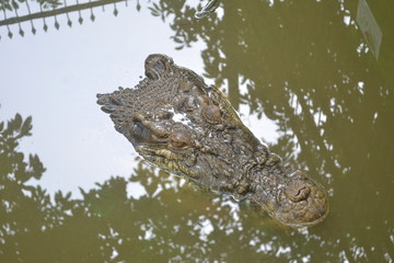 river swamp alligator crocodile that comes out of the nest