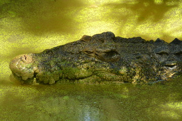 river swamp alligator crocodile that comes out of the nest
