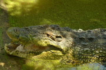 river swamp alligator crocodile that comes out of the nest