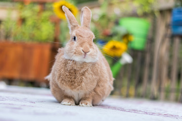 Rufus Rabbit eats a sprig of parsley on deck with sunflowers in background 