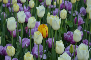 purple and white tulips in spring in perth