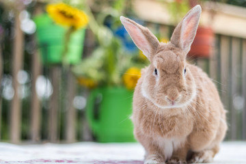Rufus Rabbit on summer morning deck with sunflowers in background.  Happy Home scene.