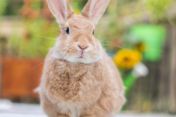 Rufus Rabbit on summer morning deck with sunflowers in background.  Happy Home scene.