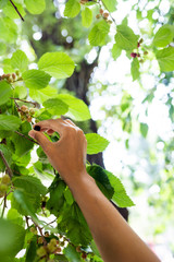 Young woman pluck mulberry it from tree.