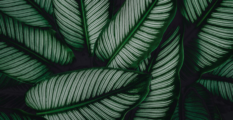tropical leaves, abstract green leaves texture, nature background