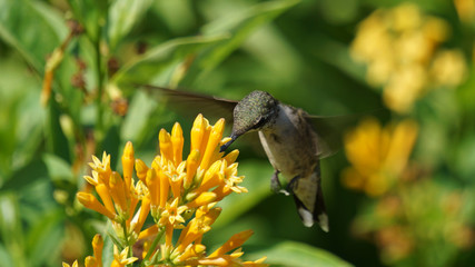 Hummingbird stops for nectar at an orange jessamine flower.