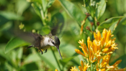 Hummingbird stops to feed at an orange jessamine flower.