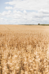 golden wheat field